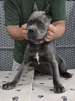 AKC & ICCF - Vera x Lawman - Light Pink Collar Girl, a female Cane Corso for sale in Gorman, TX – 2 of 4