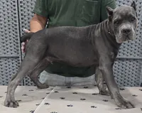 AKC & ICCF - Morganza x Lawman - Tan Collar Boy, a male Cane Corso for sale in Gorman, TX – 5 of 5