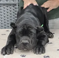 AKC & ICCF - Morganza x Lawman - Green Collar Boy, a male Cane Corso for sale in Gorman, TX – 3 of 4
