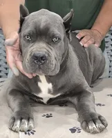 AKC & ICCF - Morganza x Lawman - Blue Collar Boy, a male Cane Corso for sale in Gorman, TX – 3 of 6