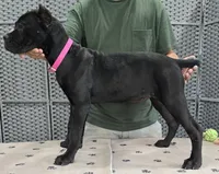 AKC & ICCF - Vera x Lawman - Hot Pink Collar Girl, a female Cane Corso for sale in Gorman, TX – 3 of 4