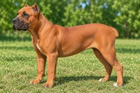 AKC & ICCF - Brea x Chief - Light Blue Collar Girl, a female Cane Corso for sale in Gorman, TX – 4 of 7
