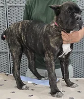 AKC & ICCF - Lawman x Dusty - Pink Collar Girl, a female Cane Corso for sale in Gorman, TX – 4 of 4