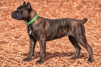 AKC & ICCF - Keke x Fumo - Green Collar Girl, a female Cane Corso for sale in Gorman, TX – 5 of 7
