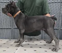 AKC & ICCF - Morganza x Lawman - Tan Collar Boy, a male Cane Corso for sale in Gorman, TX – 4 of 5