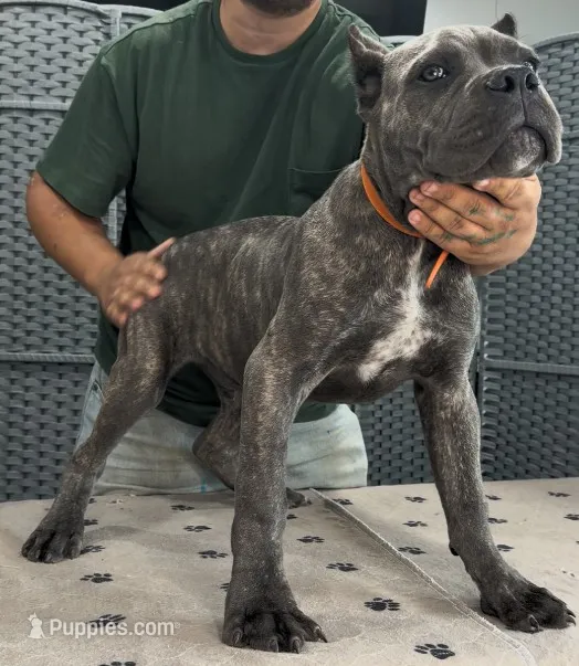 AKC & ICCF - Vera x Lawman - Orange Collar Boy – Cane Corso puppy for sale in Gorman, TX