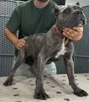 AKC & ICCF - Vera x Lawman - Orange Collar Boy, a male Cane Corso for sale in Gorman, TX – 1 of 5