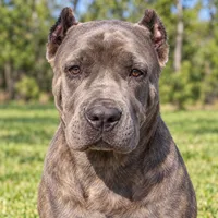 AKC & ICCF - Brea x Chief - Light Pink Collar Girl, a female Cane Corso for sale in Gorman, TX – 5 of 7