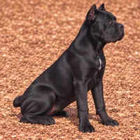AKC - Sarge x Amira - Yellow Collar Female, a female Cane Corso for sale in Gorman, TX – 5 of 6