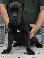 AKC & ICCF - Morganza x Lawman - Purple Collar Girl, a female Cane Corso for sale in Gorman, TX – 1 of 5