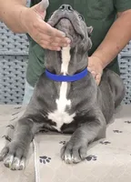 AKC & ICCF - Morganza x Lawman - Blue Collar Boy, a male Cane Corso for sale in Gorman, TX – 2 of 6