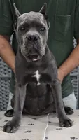 AKC & ICCF - Vera x Lawman - Light Pink Collar Girl, a female Cane Corso for sale in Gorman, TX – 1 of 4