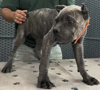 AKC & ICCF - Vera x Lawman - Orange Collar Boy, a male Cane Corso for sale in Gorman, TX – 2 of 5