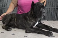 AKC & ICCF - Ice x Lawman - Orange Collar Girl, a female Cane Corso for sale in Gorman, TX – 1 of 4
