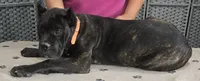 AKC & ICCF - Ice x Lawman - Orange Collar Girl, a female Cane Corso for sale in Gorman, TX – 3 of 4