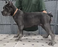 AKC & ICCF - Morganza x Lawman - Tan Collar Boy, a male Cane Corso for sale in Gorman, TX – 3 of 5
