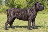 AKC & ICCF - Brea x Chief - Green Collar Male, a male Cane Corso for sale in Gorman, TX – 3 of 4