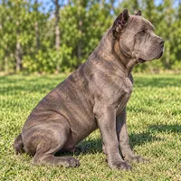 AKC & ICCF - Brea x Chief - Light Pink Collar Girl, a female Cane Corso for sale in Gorman, TX – 4 of 7