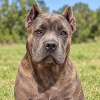 AKC & ICCF - Brea x Chief - Dark Pink Collar Girl, a female Cane Corso for sale in Gorman, TX – 7 of 7