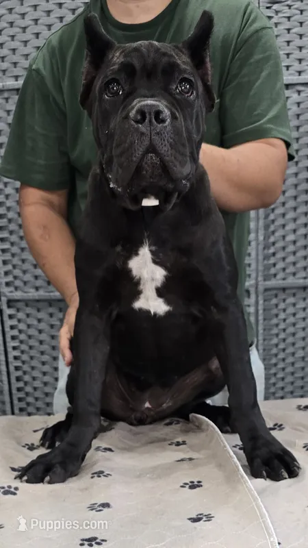 AKC & ICCF - Lawman X Dusty - White Collar Girl – Cane Corso puppy for sale in Gorman, TX