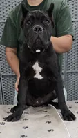 AKC & ICCF - Lawman X Dusty - White Collar Girl, a female Cane Corso for sale in Gorman, TX – 1 of 4