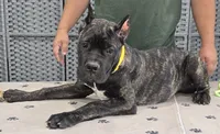 AKC & ICCF - Vera x Lawman - Yellow Collar Girl, a female Cane Corso for sale in Gorman, TX – 2 of 6