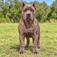 AKC & ICCF - Brea x Chief - Dark Pink Collar Girl, a female Cane Corso for sale in Gorman, TX – 3 of 7
