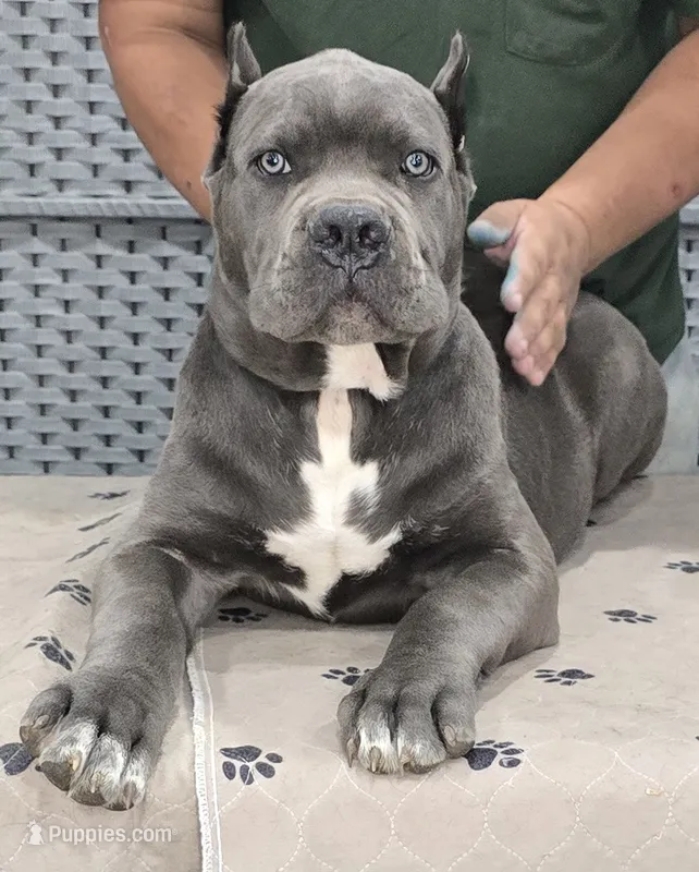 AKC & ICCF - Morganza x Lawman - Blue Collar Boy – Cane Corso puppy for sale in Gorman, TX