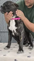 AKC & ICCF - Lawman x Dusty - Pink Collar Girl, a female Cane Corso for sale in Gorman, TX – 2 of 4