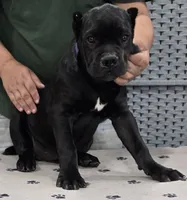 AKC & ICCF - Morganza x Lawman - Purple Collar Girl, a female Cane Corso for sale in Gorman, TX – 2 of 5