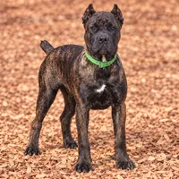 AKC & ICCF - Keke x Fumo - Green Collar Girl, a female Cane Corso for sale in Gorman, TX – 2 of 7
