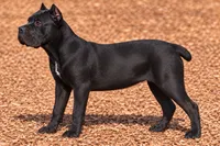 AKC - Sarge x Amira - Yellow Collar Female, a female Cane Corso for sale in Gorman, TX – 2 of 6