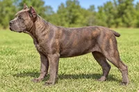 AKC & ICCF - Brea x Chief - Dark Pink Collar Girl, a female Cane Corso for sale in Gorman, TX – 6 of 7
