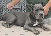 AKC & ICCF - Morganza x Lawman - Tan Collar Boy, a male Cane Corso for sale in Gorman, TX – 1 of 5