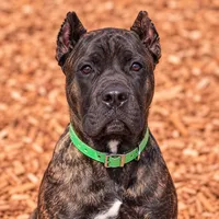 AKC & ICCF - Keke x Fumo - Green Collar Girl, a female Cane Corso for sale in Gorman, TX – 4 of 7