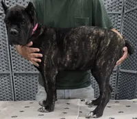 AKC & ICCF - Lawman x Dusty - Pink Collar Girl, a female Cane Corso for sale in Gorman, TX – 3 of 4