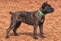 AKC & ICCF - Keke x Fumo - Green Collar Girl, a female Cane Corso for sale in Gorman, TX – 7 of 7