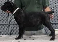 AKC & ICCF - Morganza x Lawman - White Collar Girl, a female Cane Corso for sale in Gorman, TX – 3 of 4
