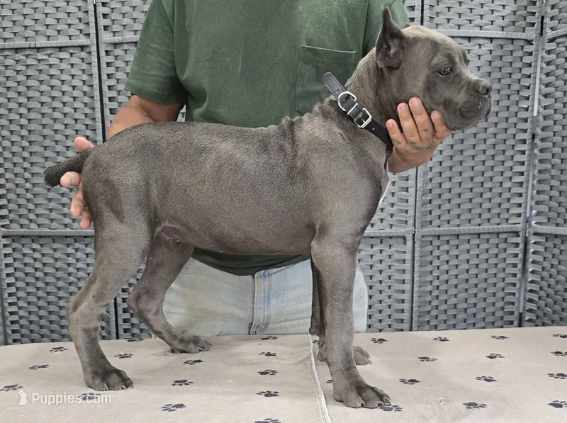 AKC & ICCF - Vera x Lawman - Black Collar Boy, a male Cane Corso for sale in Gorman, TX – 1 of 3