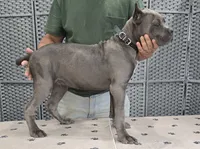 AKC & ICCF - Vera x Lawman - Black Collar Boy, a male Cane Corso for sale in Gorman, TX – 1 of 3