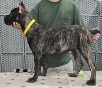 AKC & ICCF - Vera x Lawman - Yellow Collar Girl, a female Cane Corso for sale in Gorman, TX – 6 of 6