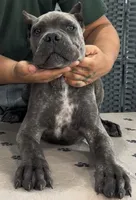 AKC & ICCF - Vera x Lawman - Orange Collar Boy, a male Cane Corso for sale in Gorman, TX – 3 of 5