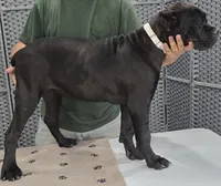 AKC & ICCF - Lawman X Dusty - White Collar Girl, a female Cane Corso for sale in Gorman, TX – 4 of 4