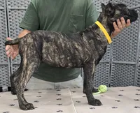 AKC & ICCF - Vera x Lawman - Yellow Collar Girl, a female Cane Corso for sale in Gorman, TX – 5 of 6