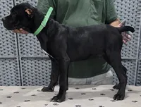 AKC & ICCF - Morganza x Lawman - Green Collar Boy, a male Cane Corso for sale in Gorman, TX – 4 of 4