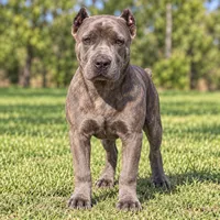 AKC & ICCF - Brea x Chief - Light Pink Collar Girl, a female Cane Corso for sale in Gorman, TX – 6 of 7
