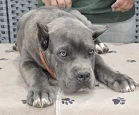 AKC & ICCF - Morganza x Lawman - Orange Collar Boy, a male Cane Corso for sale in Gorman, TX – 4 of 4