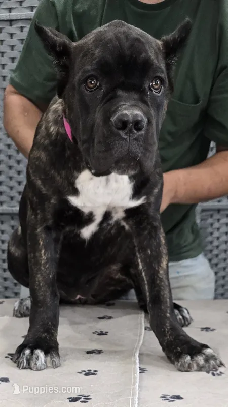 AKC & ICCF - Lawman x Dusty - Pink Collar Girl – Cane Corso puppy for sale in Gorman, TX