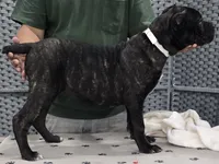 AKC & ICCF - Morganza x Lawman - White Collar Girl, a female Cane Corso for sale in Gorman, TX – 4 of 4