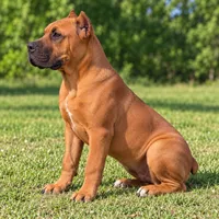 AKC & ICCF - Brea x Chief - Light Blue Collar Girl, a female Cane Corso for sale in Gorman, TX – 7 of 7